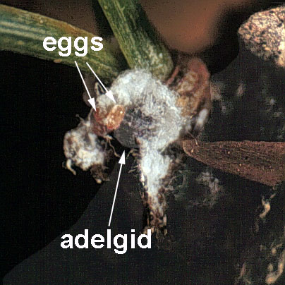 حشرة قشور (اديلغيدس) الصنوبر
