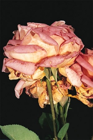 لفحة بويترتس على النفنوف و الورد
