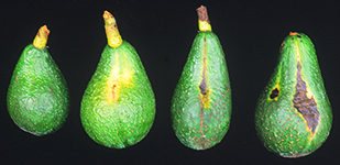 Avocado - Sunblotch viroid disease