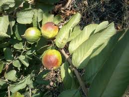 الإنثراكنوزأو البثور على الجوافة (3)