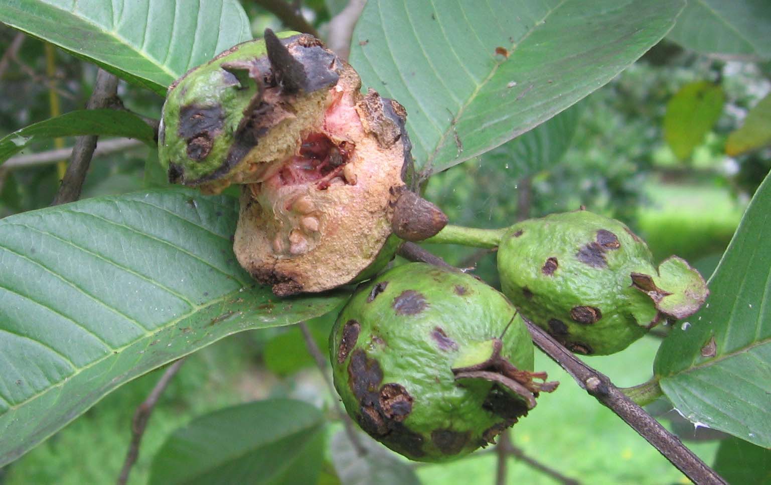 الإنثراكنوزأو البثور على الجوافة (4)