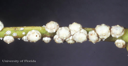 الحشرات القشرية والبق الدقيقي على الجوافة (9)