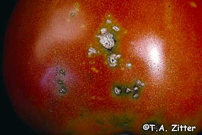 العفن الاسود على الطماطم (1)