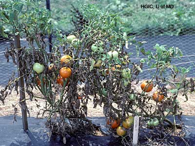 عفن الرقبة أو اللفحة المبكرة على الطماطم (5)