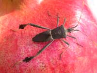 حشرات أوراق الرمان (3)