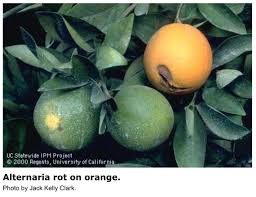 عفن السرة (في أشجار البرتقال أبو سرة) (4)