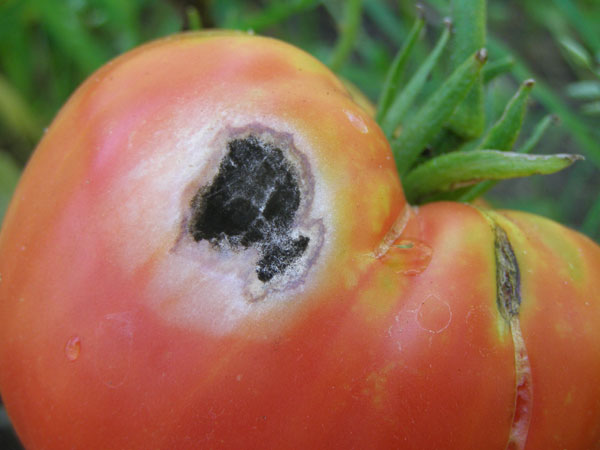 العفن الاسود على الطماطم